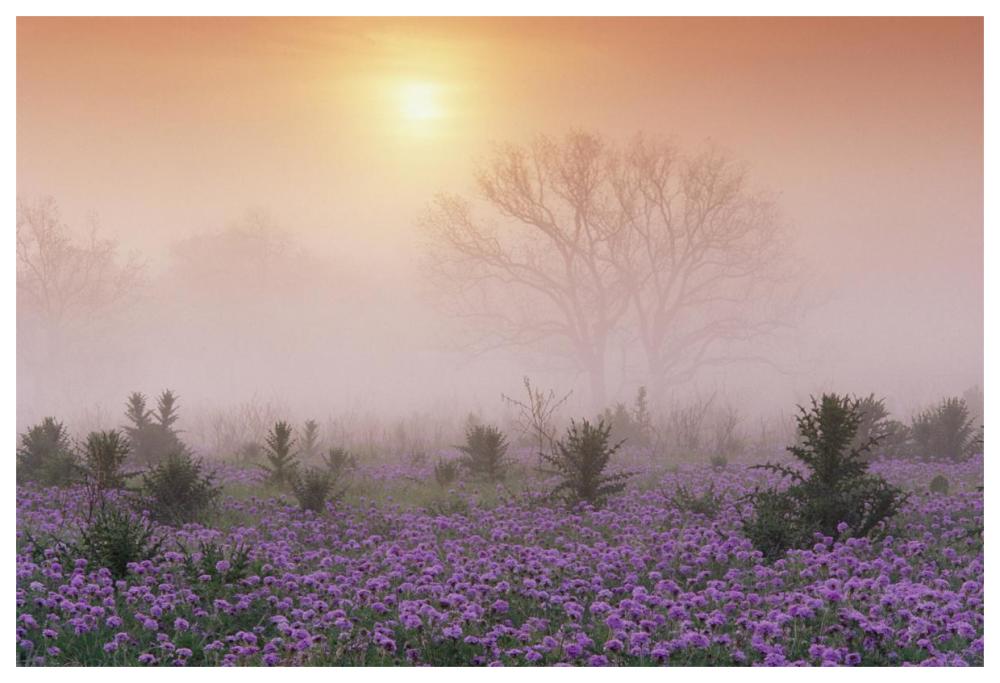 Sand Verbena Foggy Sunrise, Hill Country, Texas-Paper Art-62X42