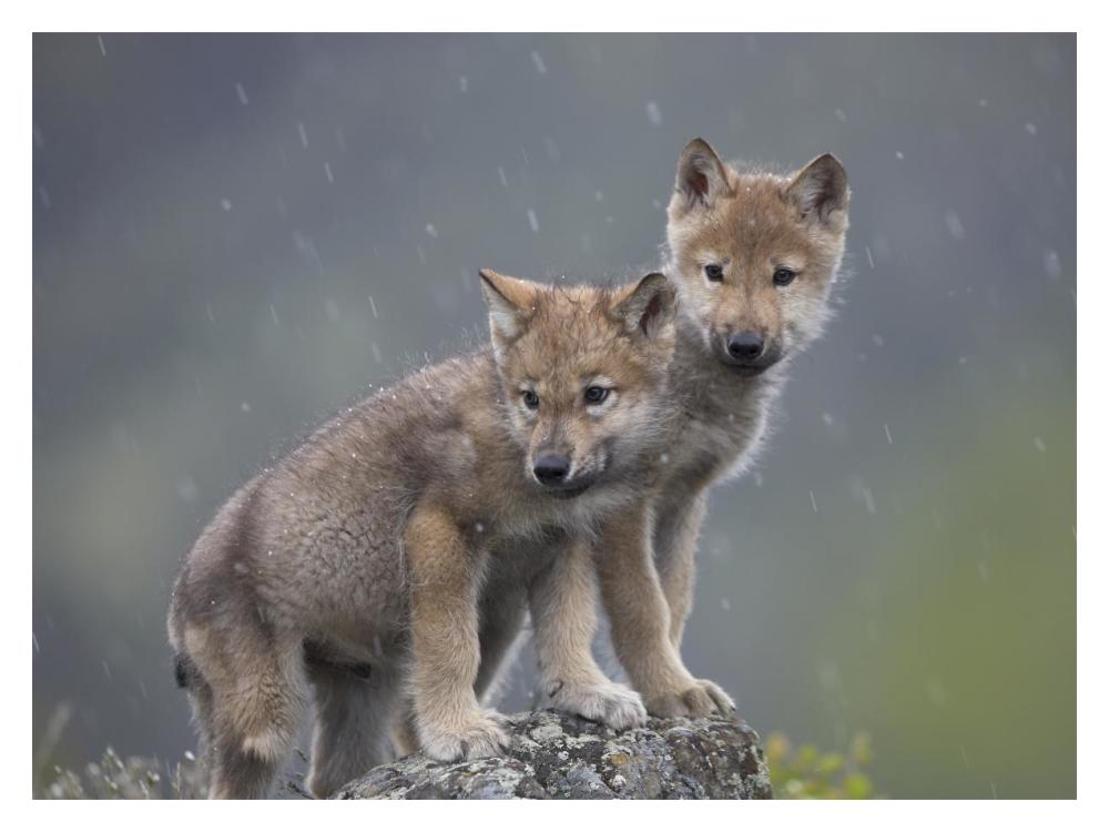 Gray Wolf Pups In Light Snowfall, North America-Paper Art-18X14