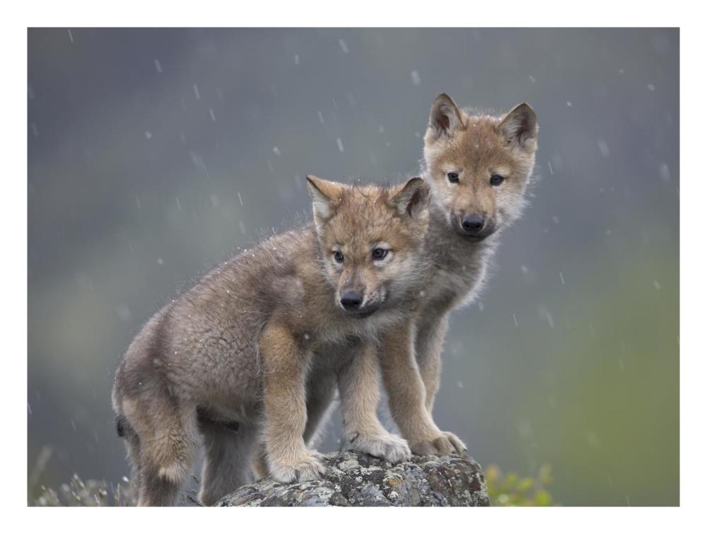Gray Wolf Pups In Light Snowfall, North America-Paper Art-26X20