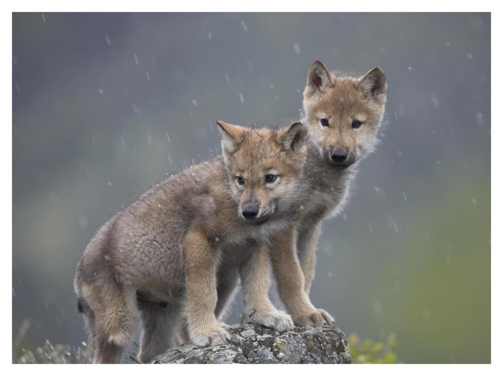 Gray Wolf Pups In Light Snowfall, North America-Paper Art-42X32