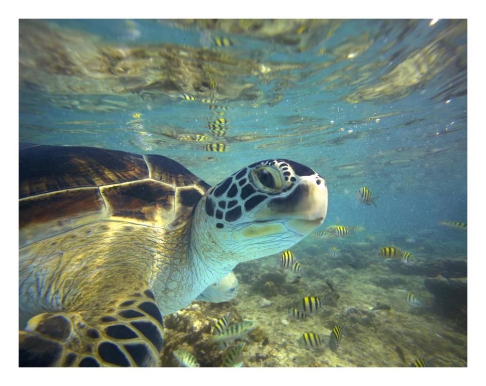 Green Sea Turtle, Balicasag Island, Philippines-Paper Art-26X20