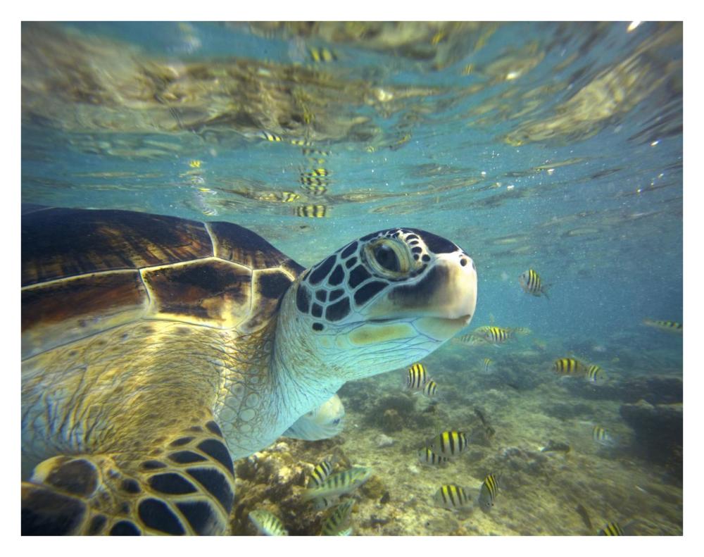 Green Sea Turtle, Balicasag Island, Philippines-Paper Art-34X26
