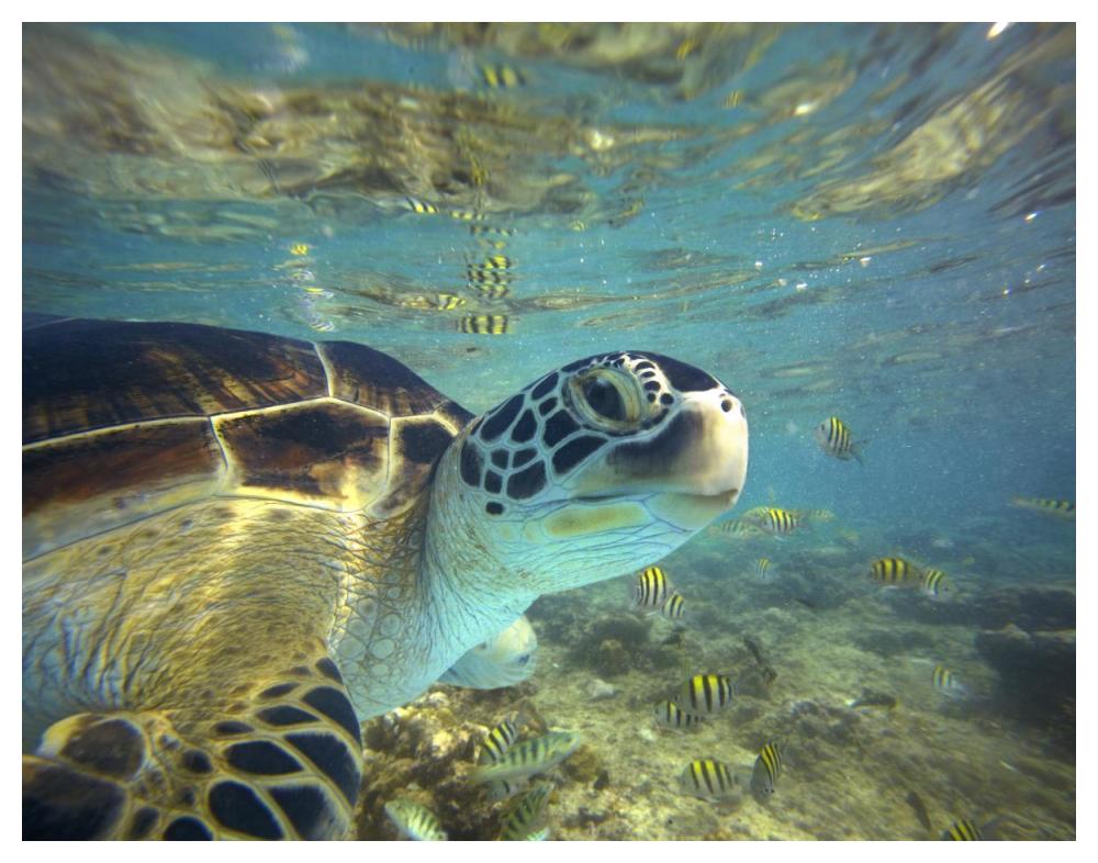 Green Sea Turtle, Balicasag Island, Philippines-Paper Art-50X38
