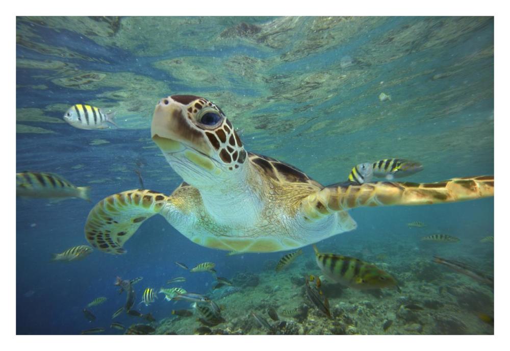 Green Sea Turtle, Balicasag Island, Philippines-Paper Art-32X22