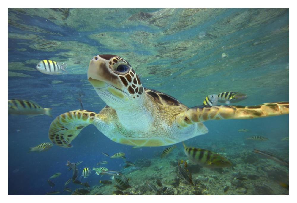 Green Sea Turtle, Balicasag Island, Philippines-Paper Art-38X26
