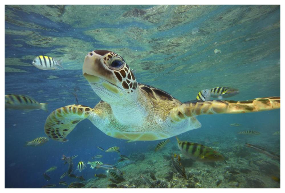 Green Sea Turtle, Balicasag Island, Philippines-Paper Art-62X42
