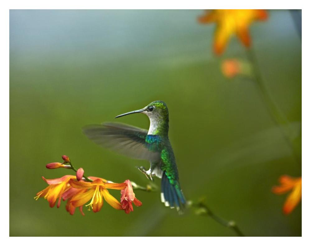 Green-Crowned Woodnymph Female Landing, Ecuador-Paper Art-34X26