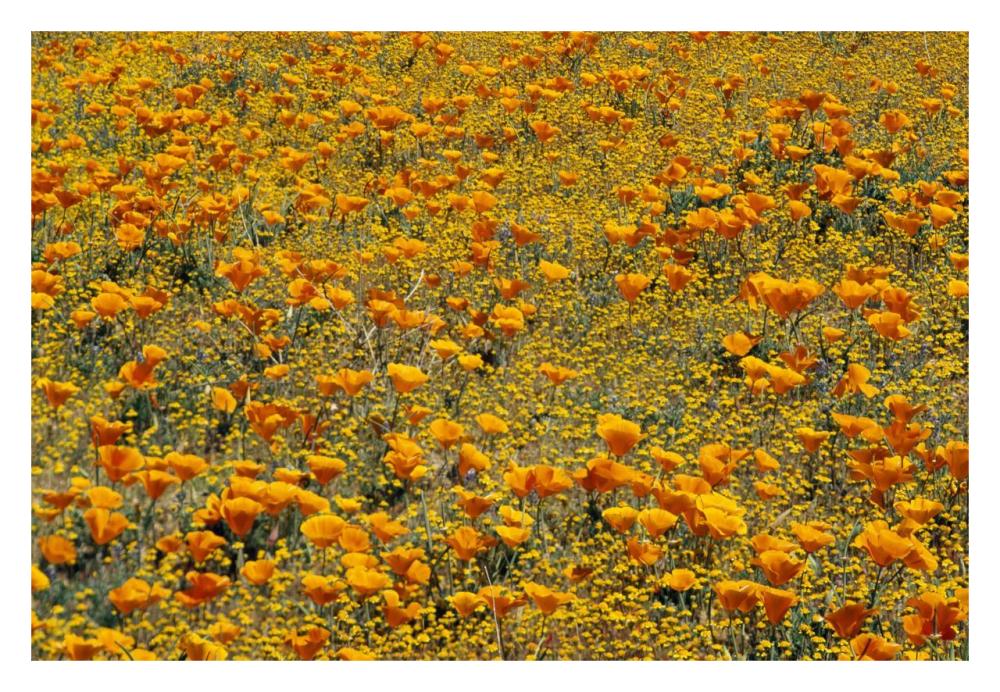 California Poppies And Golden Yarrow California-Paper Art-32X22