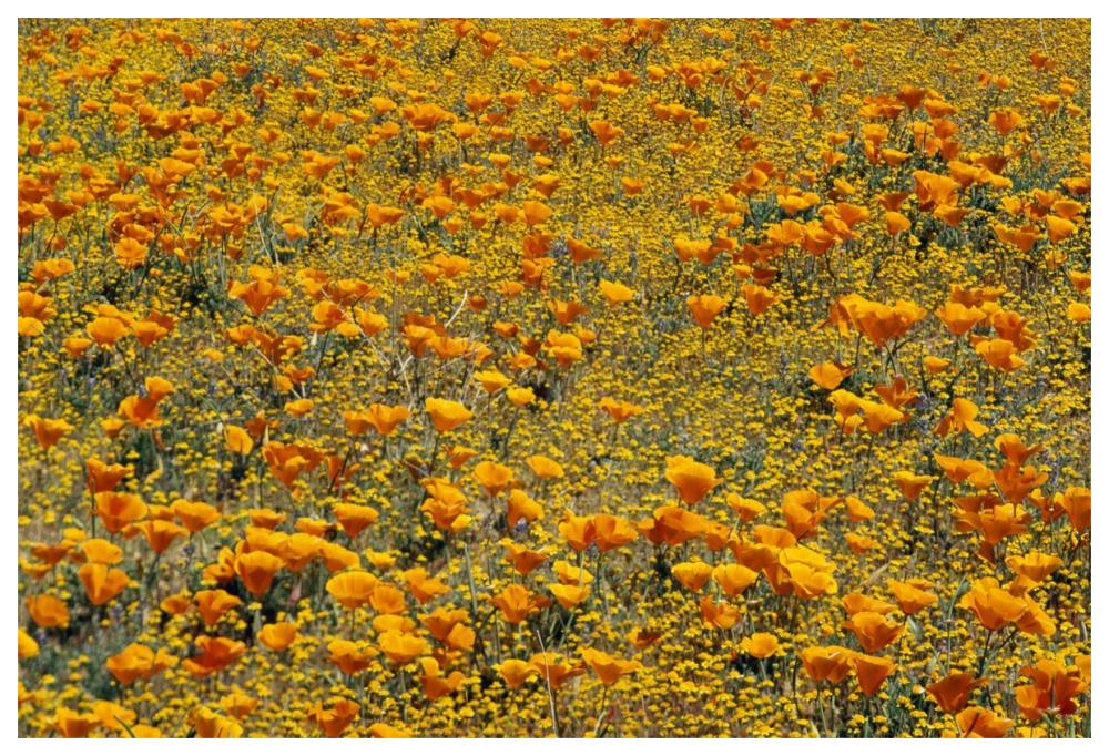California Poppies And Golden Yarrow California-Paper Art-62X42