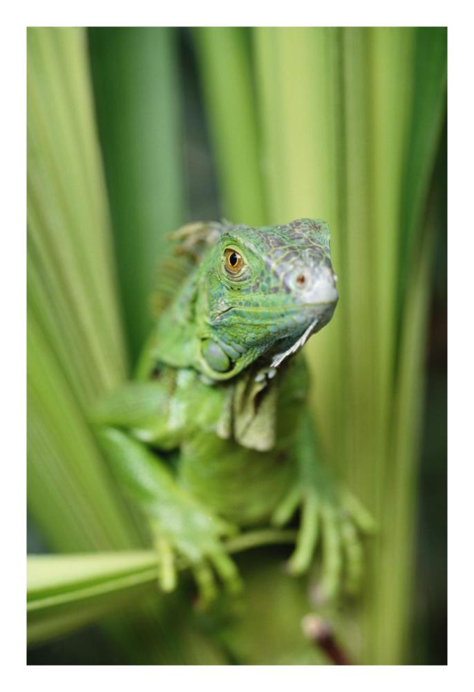 Green Iguana Portrait, Honduras, Central America-Paper Art-18X26