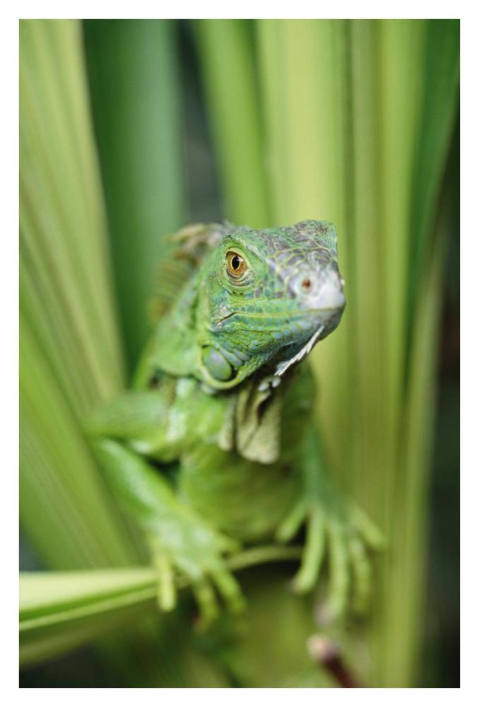 Green Iguana Portrait, Honduras, Central America-Paper Art-26X38