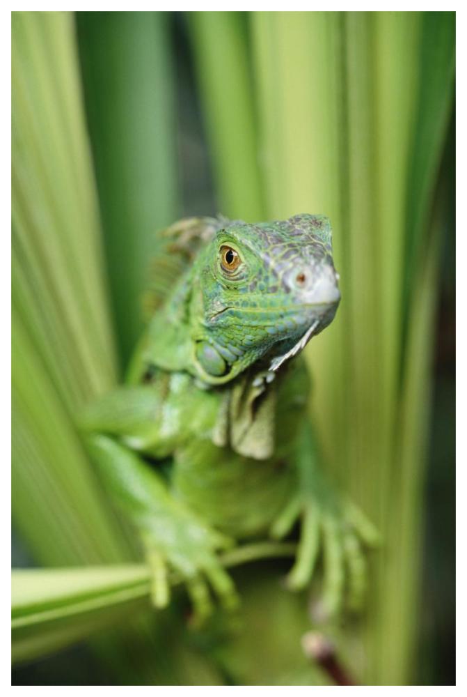 Green Iguana Portrait, Honduras, Central America-Paper Art-42X62