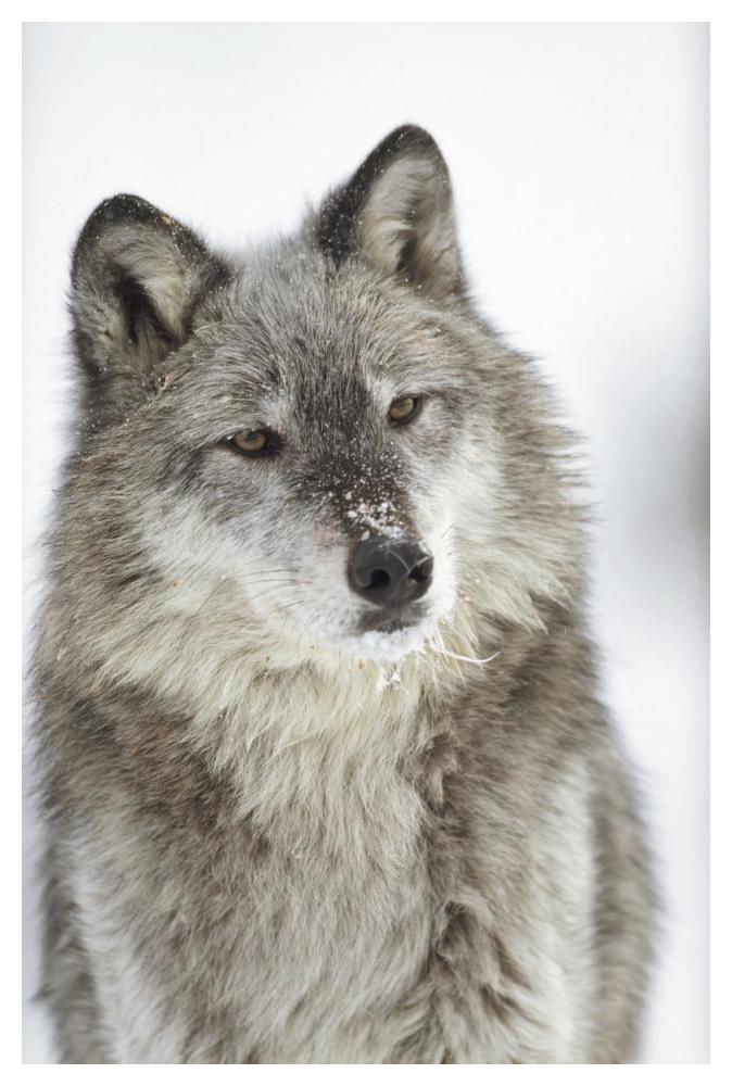 Timber Wolf Portrait With Snow On Muzzle, Montana-Paper Art-34X50