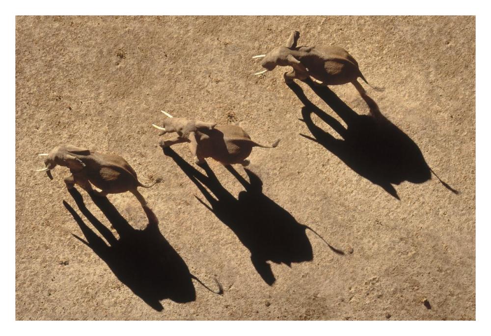African Elephant Trio Aerial With Shadows, Africa-Paper Art-32X22