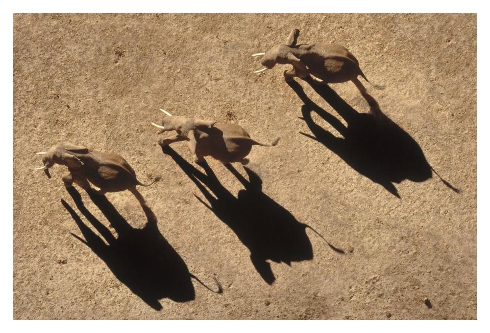 African Elephant Trio Aerial With Shadows, Africa-Paper Art-38X26