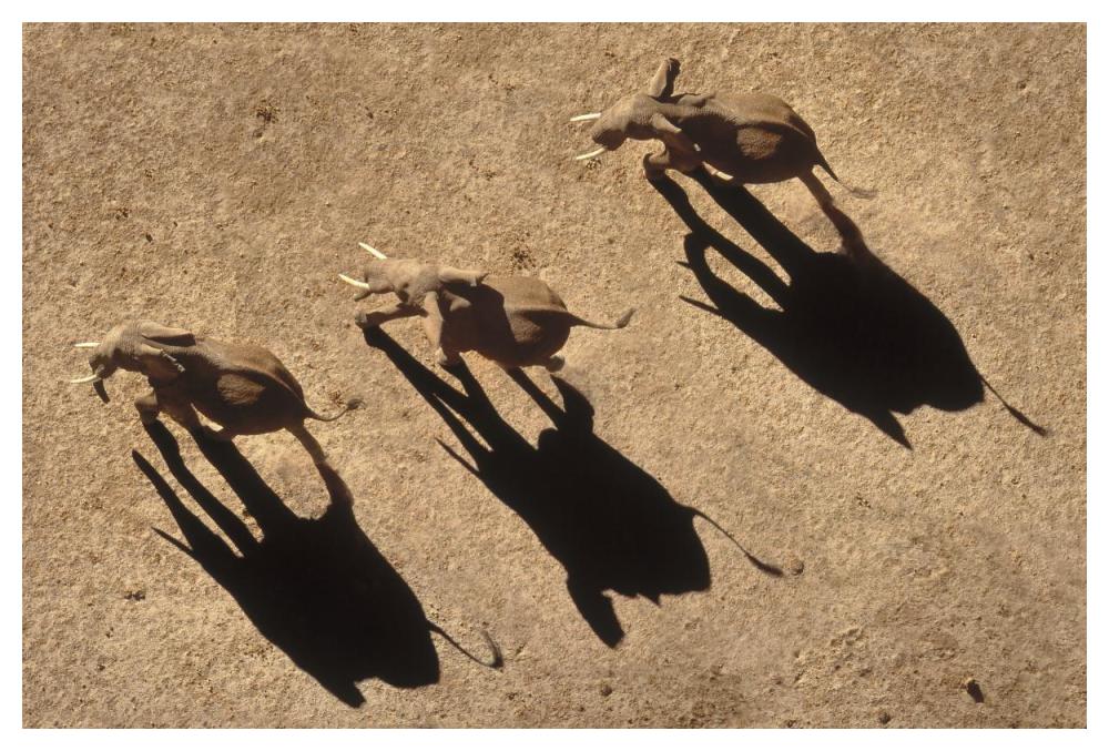 African Elephant Trio Aerial With Shadows, Africa-Paper Art-50X34