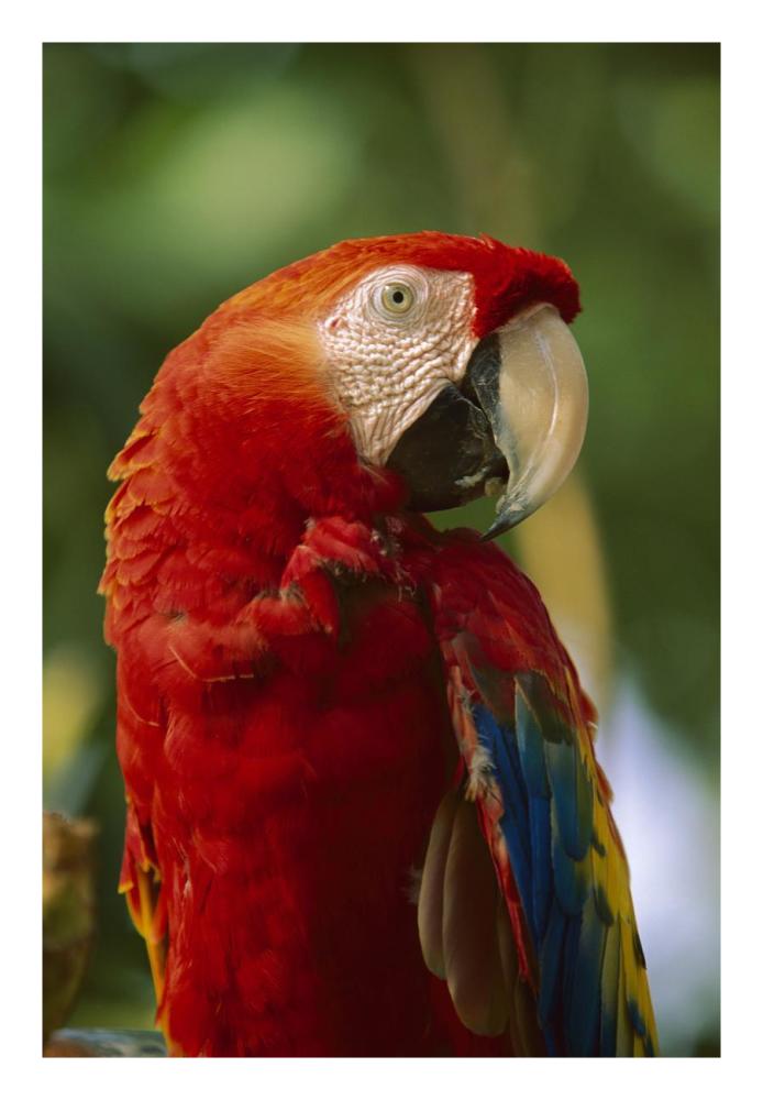 Scarlet Macaw, Native To Central And South America-Paper Art-18X26