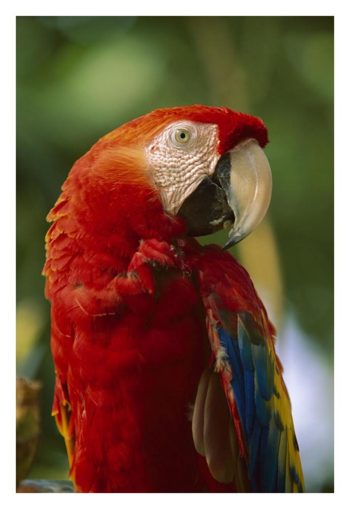 Scarlet Macaw, Native To Central And South America-Paper Art-22X32
