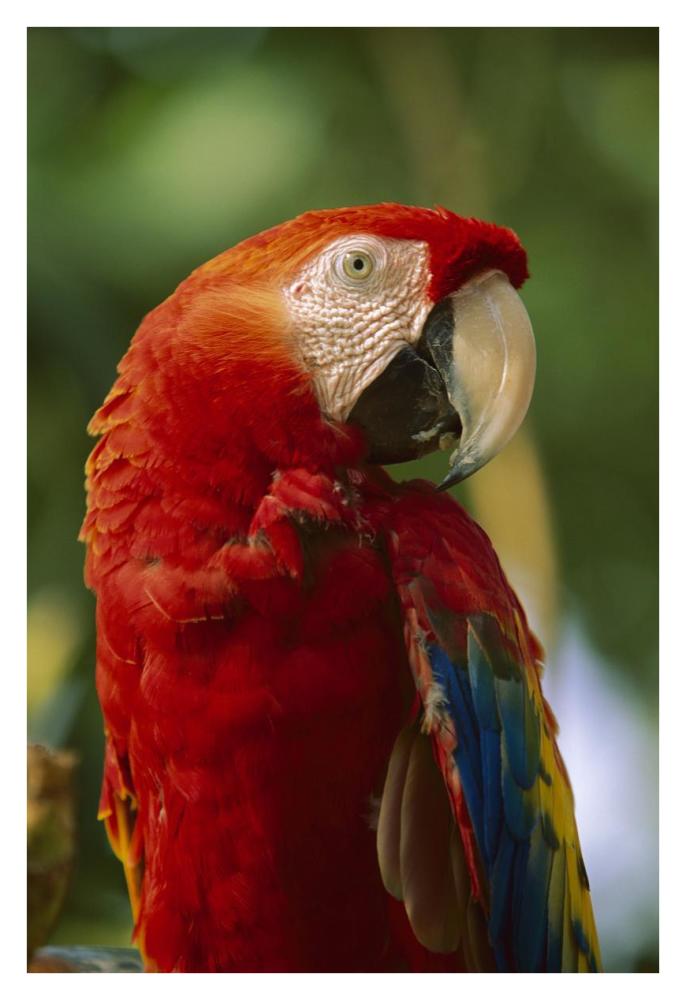 Scarlet Macaw, Native To Central And South America-Paper Art-26X38
