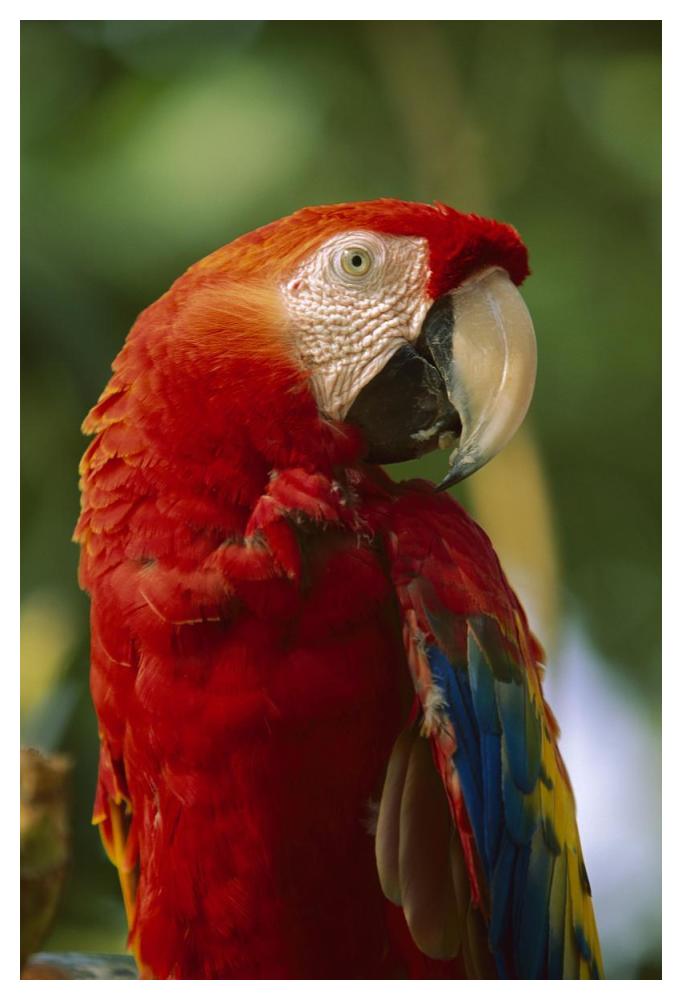 Scarlet Macaw, Native To Central And South America-Paper Art-34X50