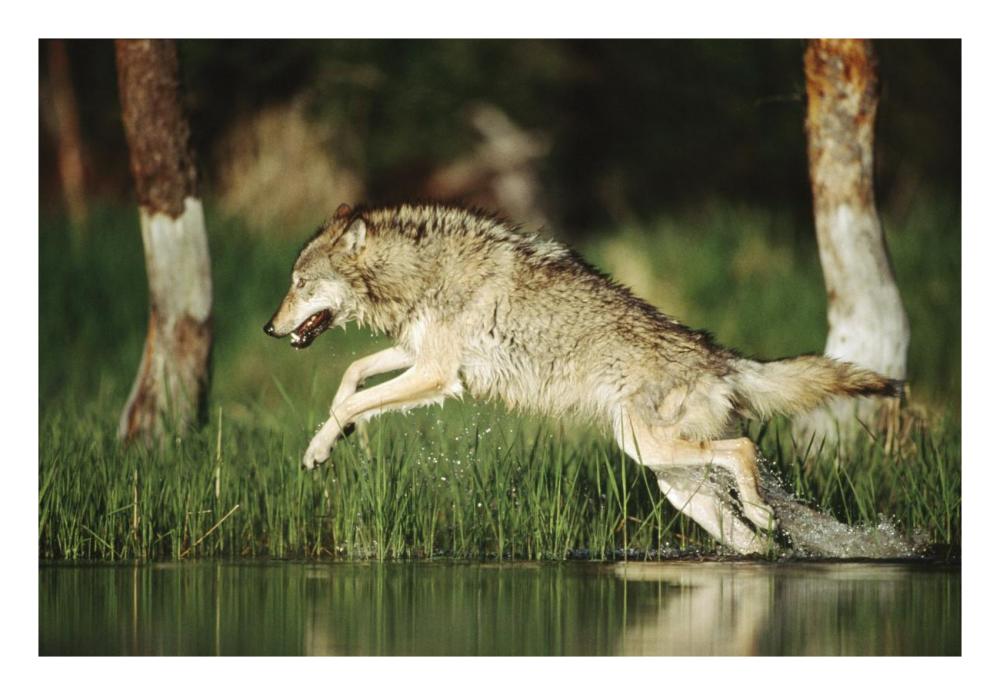 Timber Wolf Running Through Shallow River, Montana-Paper Art-26X18