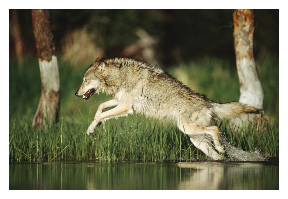 Timber Wolf Running Through Shallow River, Montana-Paper Art-32X22