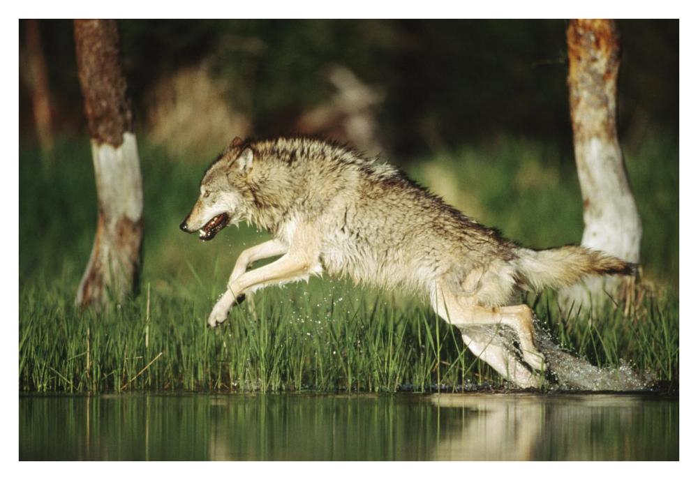 Timber Wolf Running Through Shallow River, Montana-Paper Art-38X26