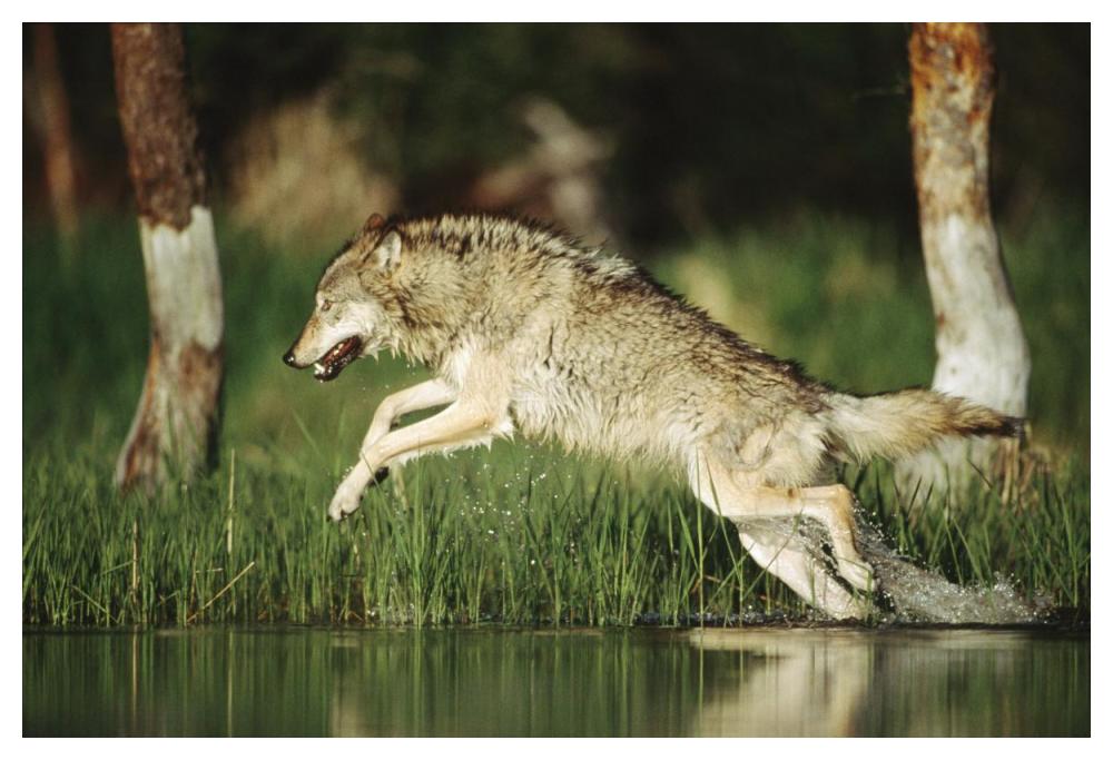 Timber Wolf Running Through Shallow River, Montana-Paper Art-50X34