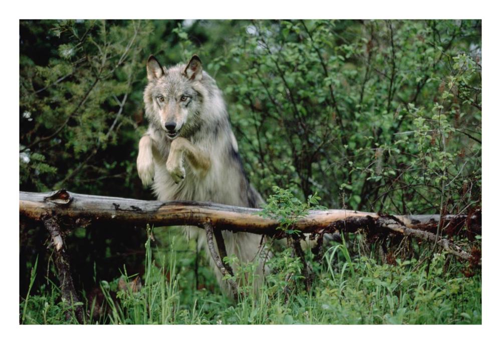 Timber Wolf Leaping Over Fallen Log, North America-Paper Art-26X18