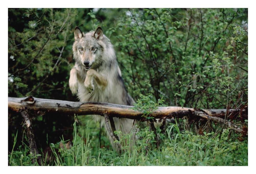 Timber Wolf Leaping Over Fallen Log, North America-Paper Art-32X22