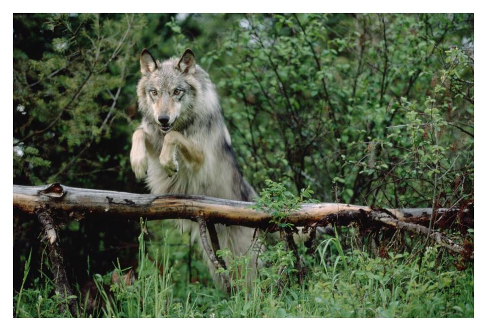 Timber Wolf Leaping Over Fallen Log, North America-Paper Art-38X26