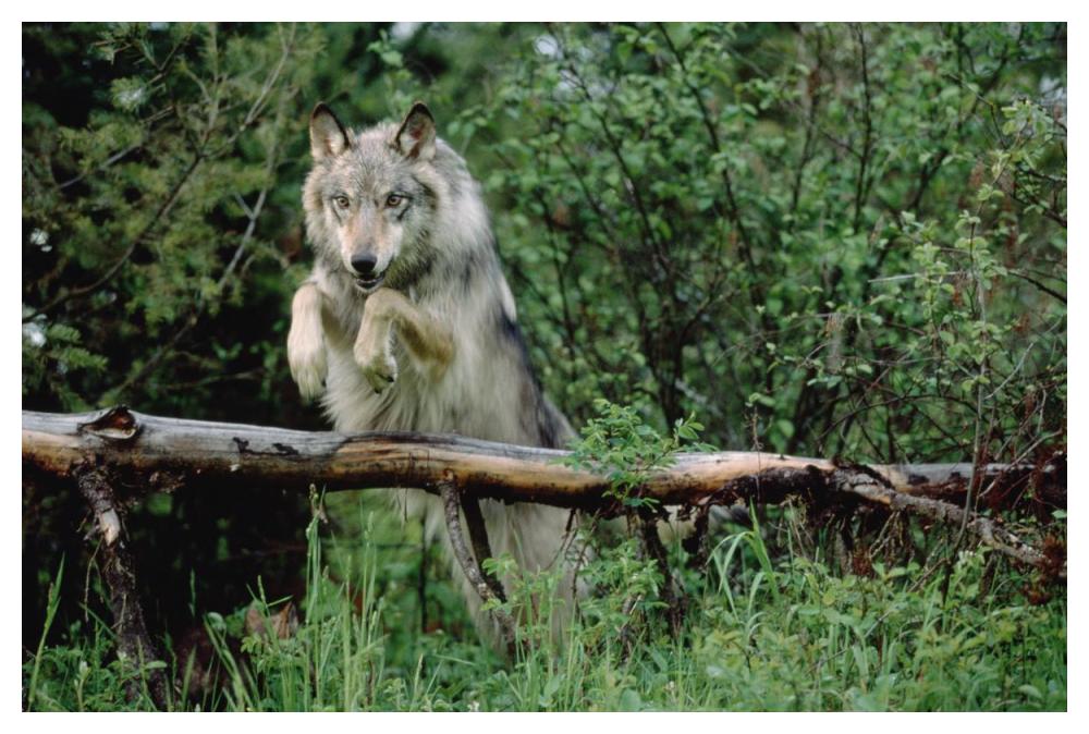 Timber Wolf Leaping Over Fallen Log, North America-Paper Art-50X34