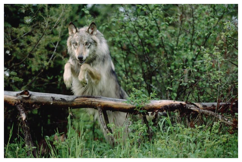 Timber Wolf Leaping Over Fallen Log, North America-Paper Art-62X42