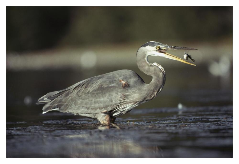 Great Blue Heron With Captured Fish, North America-Paper Art-20X14