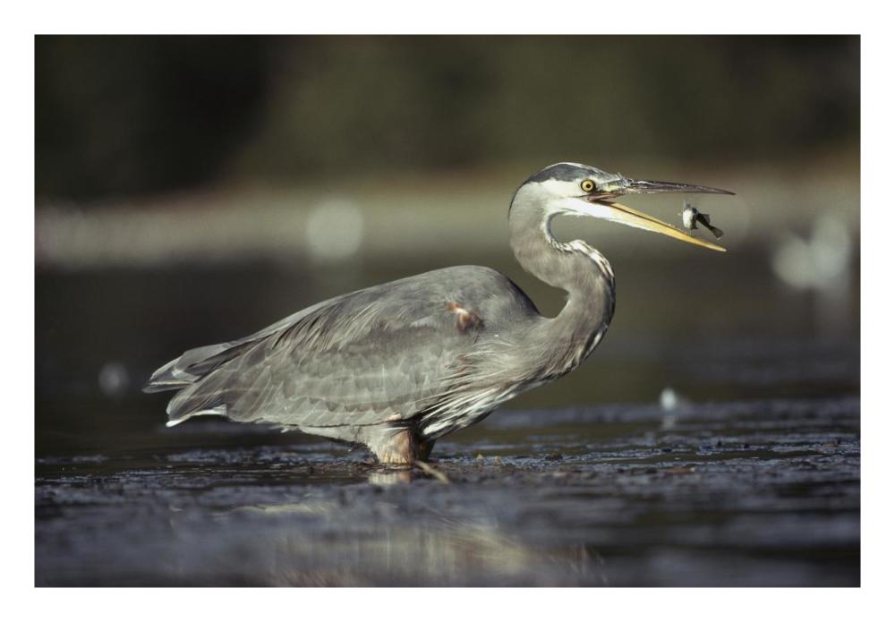 Great Blue Heron With Captured Fish, North America-Paper Art-26X18