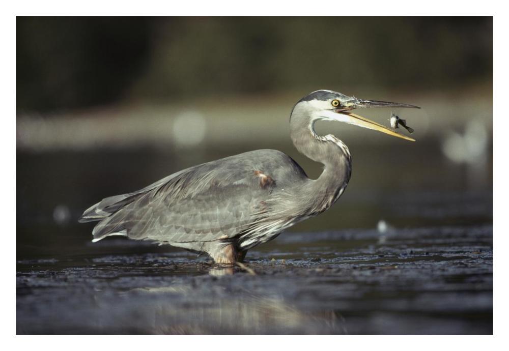 Great Blue Heron With Captured Fish, North America-Paper Art-32X22