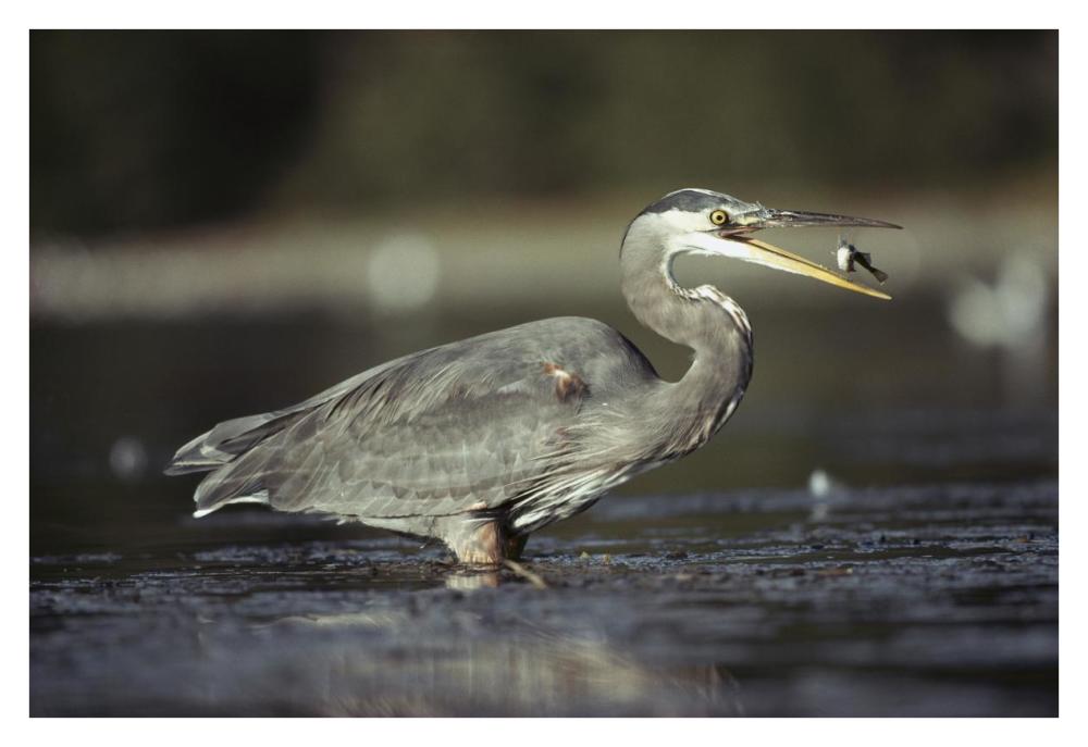 Great Blue Heron With Captured Fish, North America-Paper Art-38X26