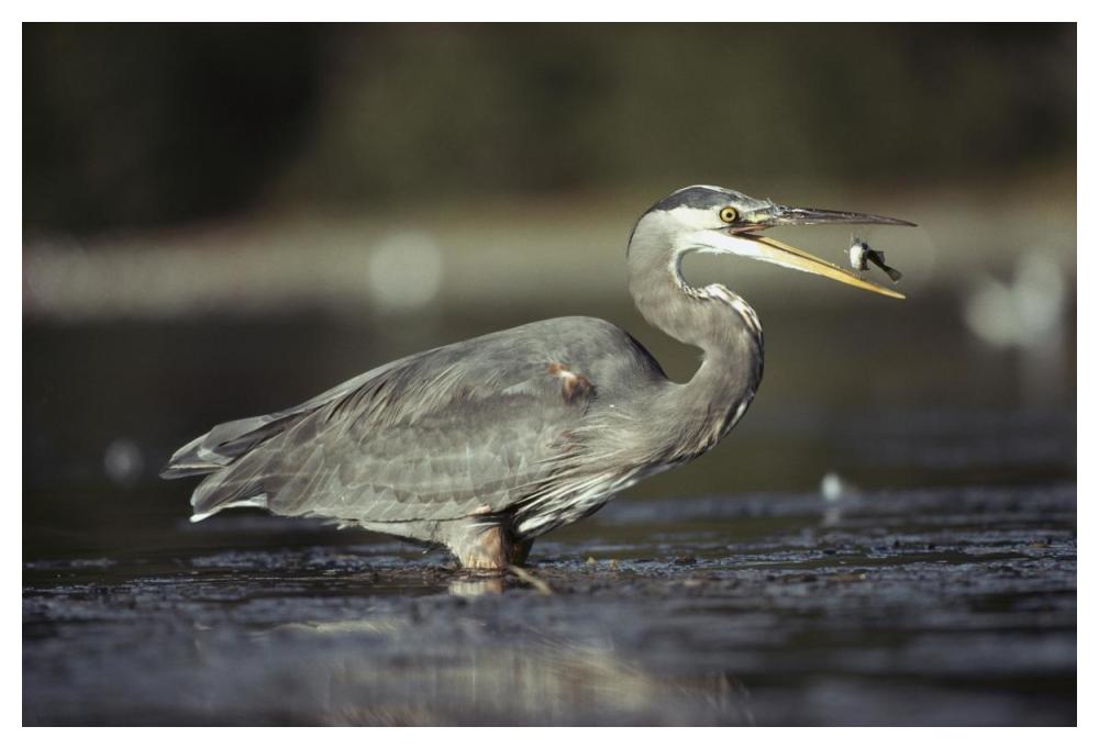 Great Blue Heron With Captured Fish, North America-Paper Art-50X34