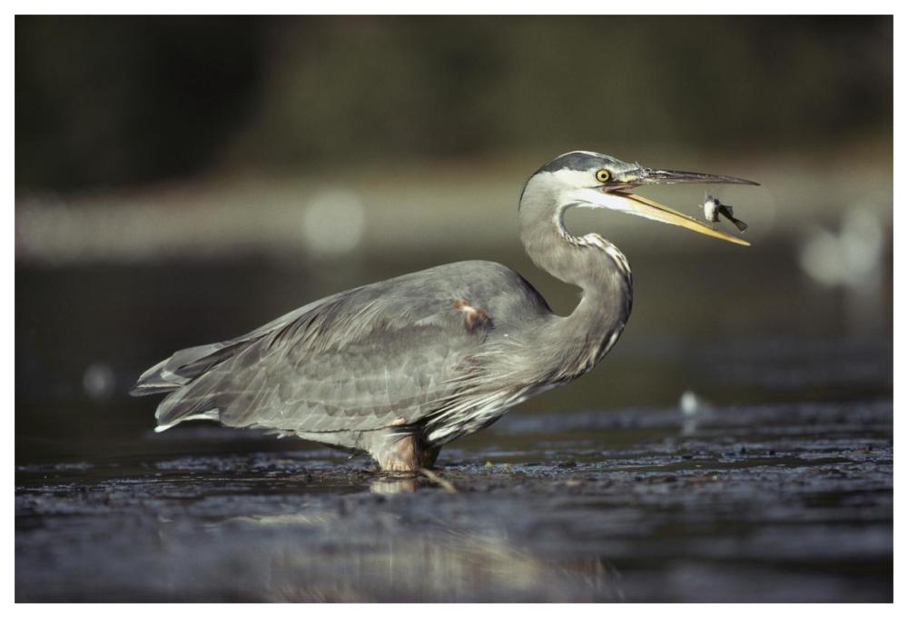 Great Blue Heron With Captured Fish, North America-Paper Art-62X42
