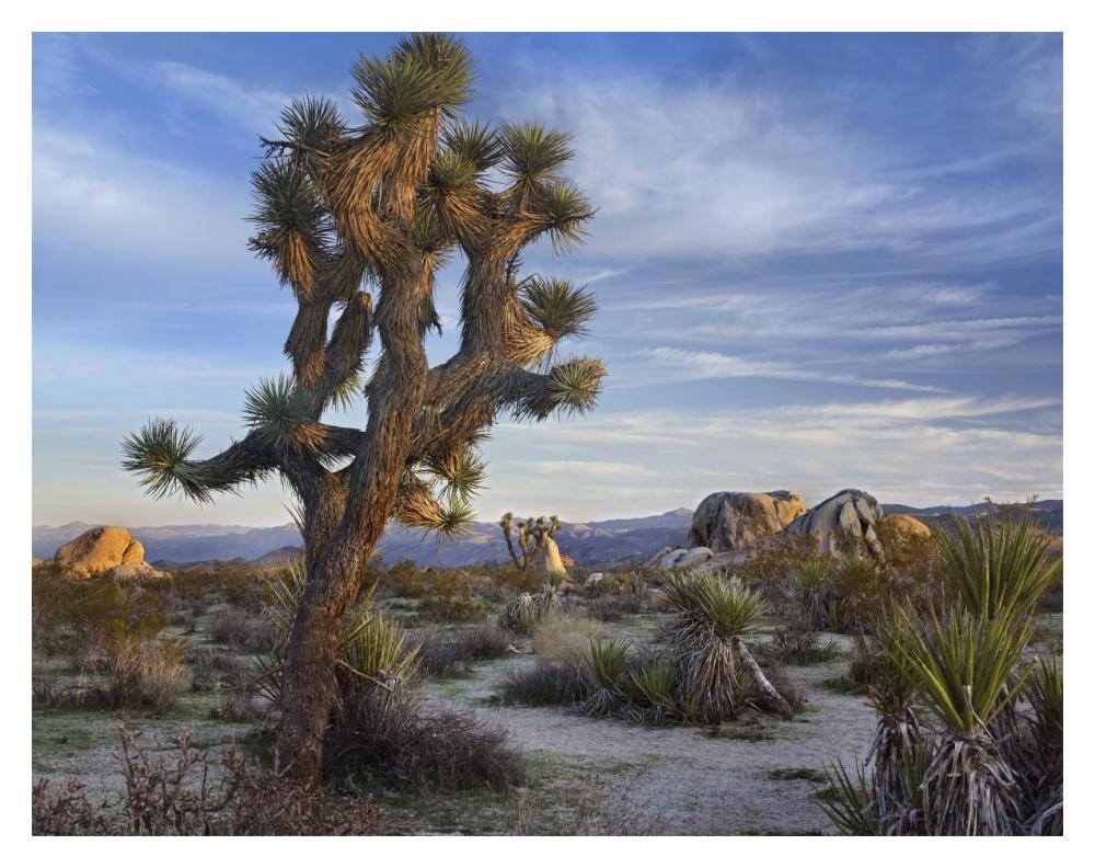 Joshua Tree, Joshua Tree National Park, California-Paper Art-18X14