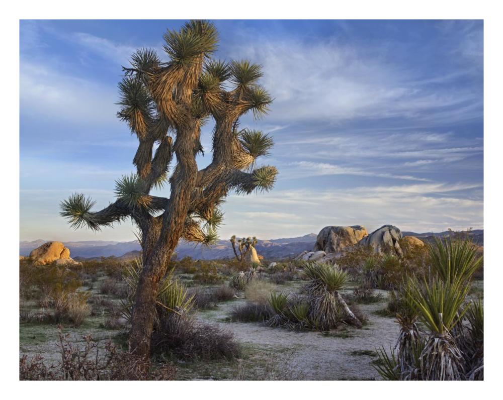 Joshua Tree, Joshua Tree National Park, California-Paper Art-26X20
