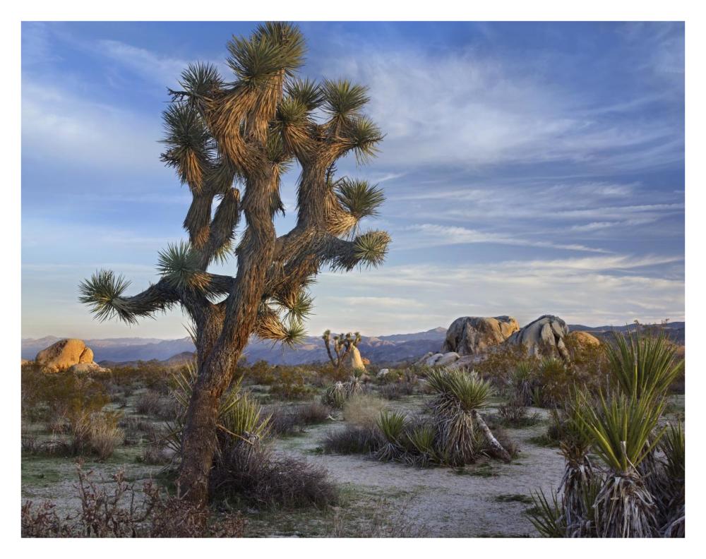 Joshua Tree, Joshua Tree National Park, California-Paper Art-34X26