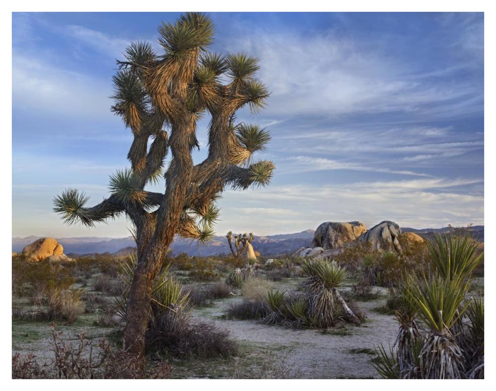 Joshua Tree, Joshua Tree National Park, California-Paper Art-42X32