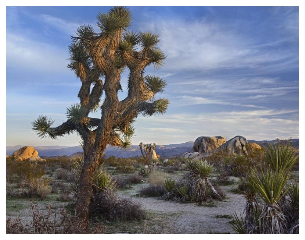 Joshua Tree, Joshua Tree National Park, California-Paper Art-50X38