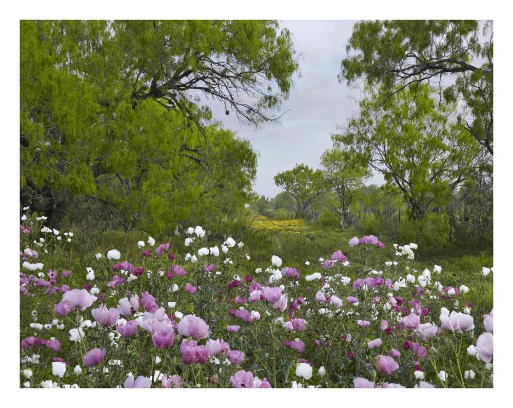 Long Pricklyhead Poppy Field Near Christine, Texas-Paper Art-26X20