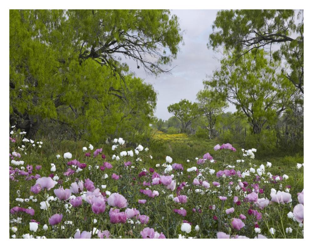 Long Pricklyhead Poppy Field Near Christine, Texas-Paper Art-34X26