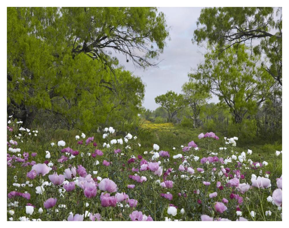 Long Pricklyhead Poppy Field Near Christine, Texas-Paper Art-42X32