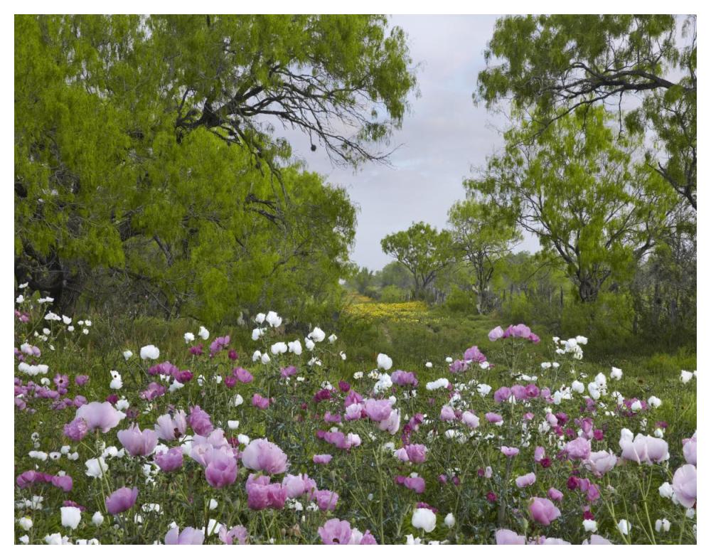 Long Pricklyhead Poppy Field Near Christine, Texas-Paper Art-50X38