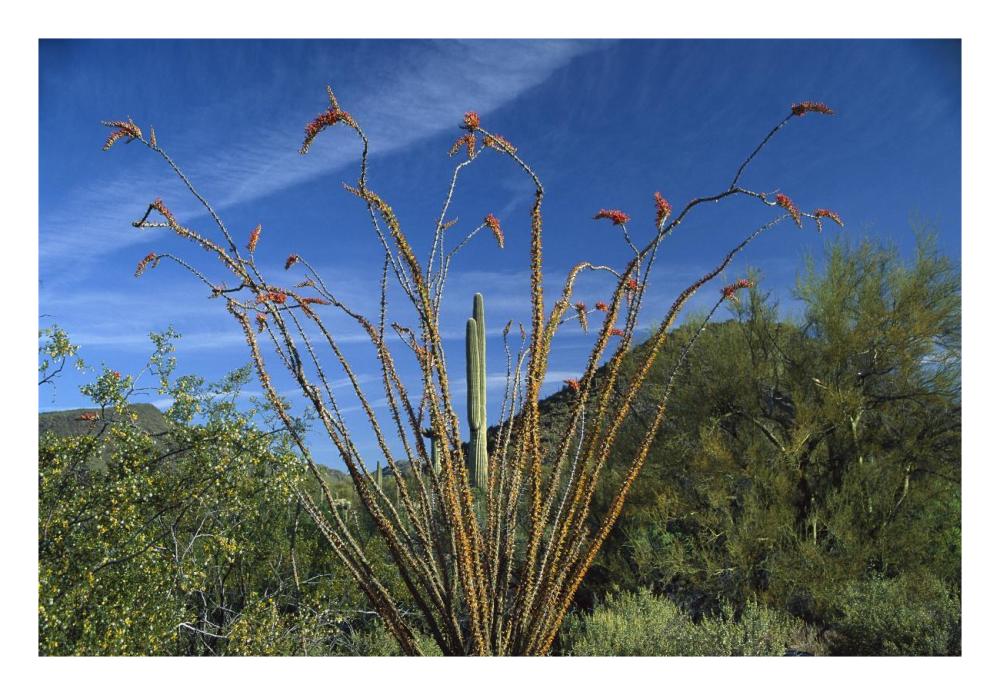 Ocotillo Saguaro Greasewood And Palo Verde Arizona-Paper Art-26X18