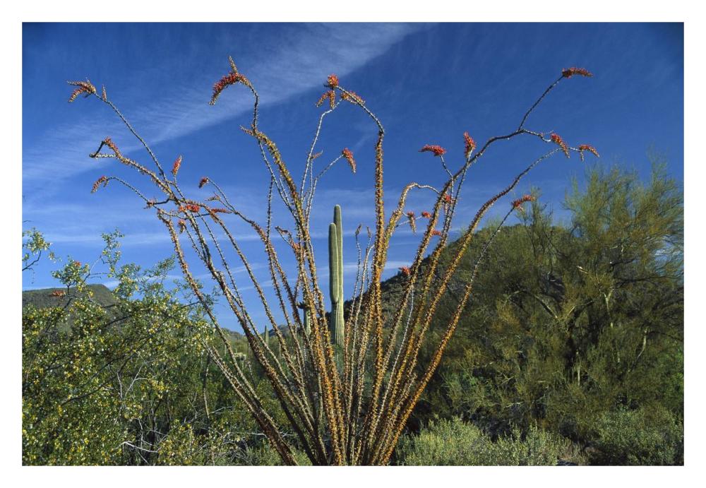 Ocotillo Saguaro Greasewood And Palo Verde Arizona-Paper Art-32X22
